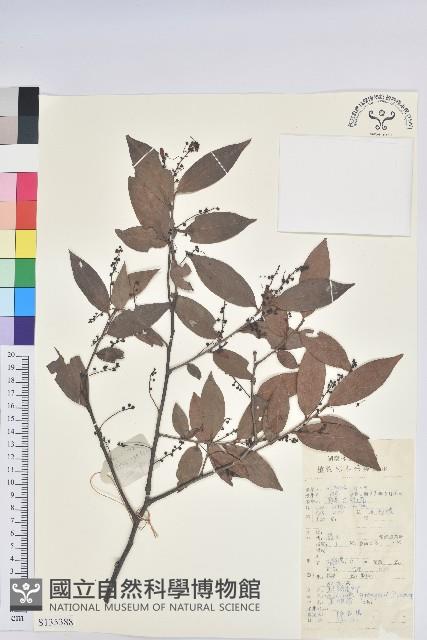 米飯花藏品圖，第1張