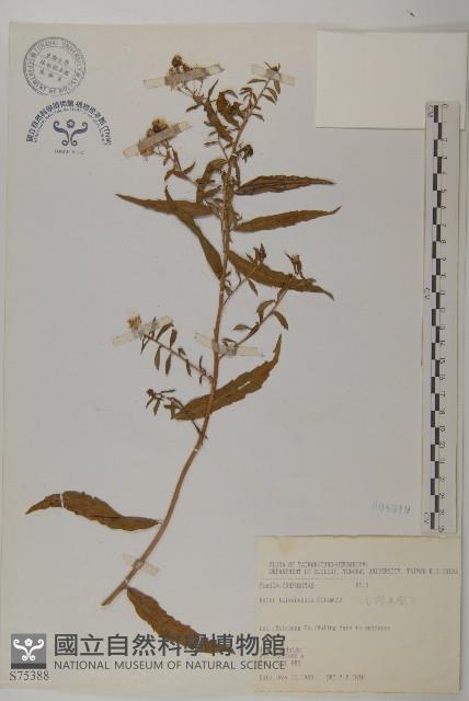 臺灣馬蘭藏品圖，第1張