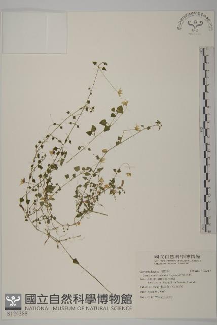 阿里山卷耳藏品圖，第1張