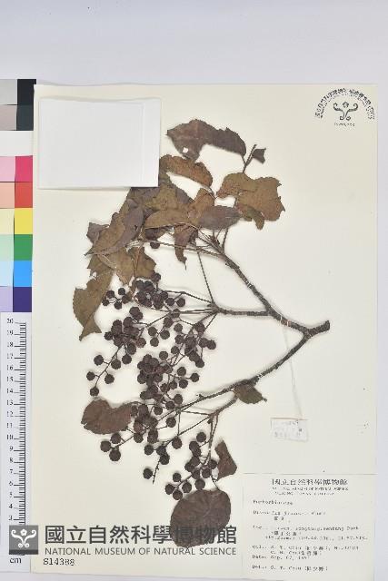茄苳、重陽木藏品圖，第1張