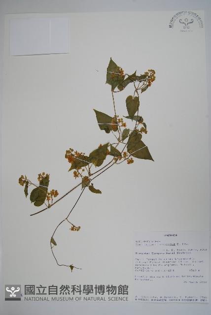 登錄號:S094388藏品圖，第1張