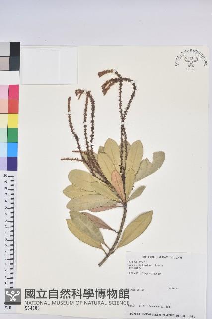 蘭嶼土沉香藏品圖，第1張