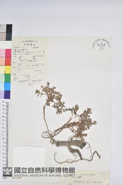 高山大戟藏品圖，第1張