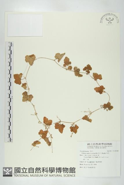 天花藏品圖，第1張