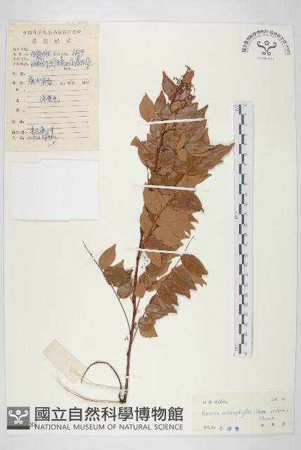 紅葉藤藏品圖，第1張