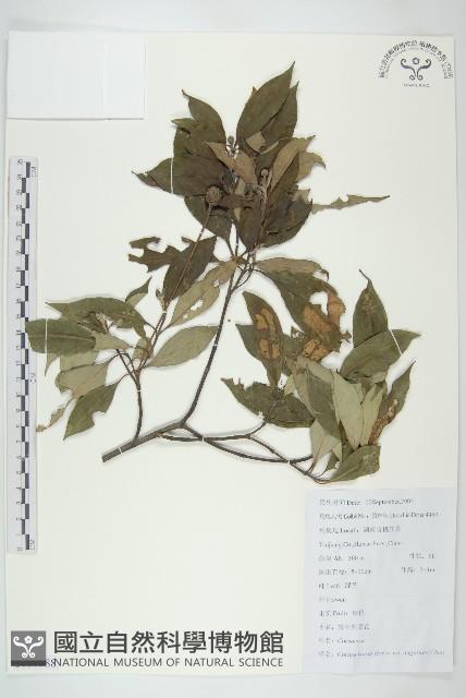 狹葉四照花藏品圖，第1張