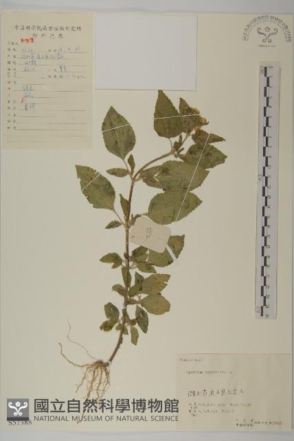 霍香薊藏品圖，第1張