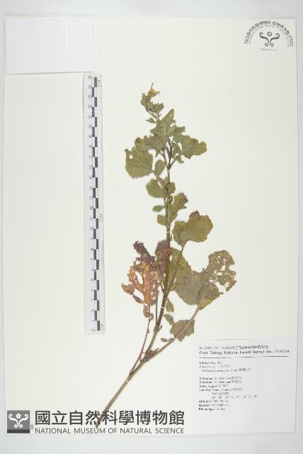 臺灣山芥菜藏品圖，第1張