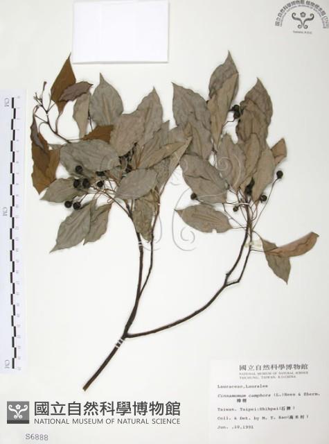 樟樹藏品圖，第1張