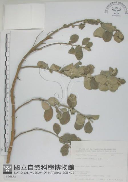 海埔姜藏品圖，第1張