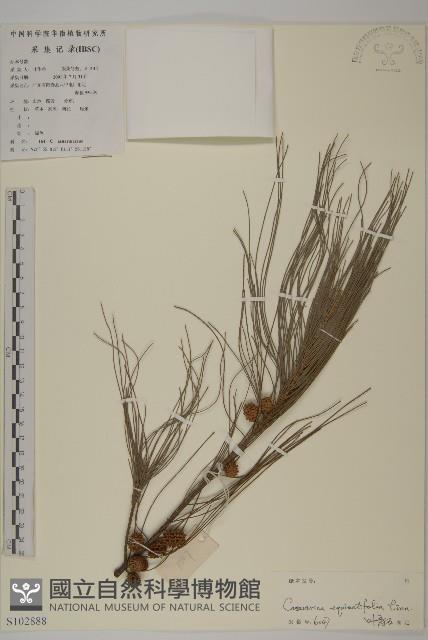 木麻黃藏品圖，第1張