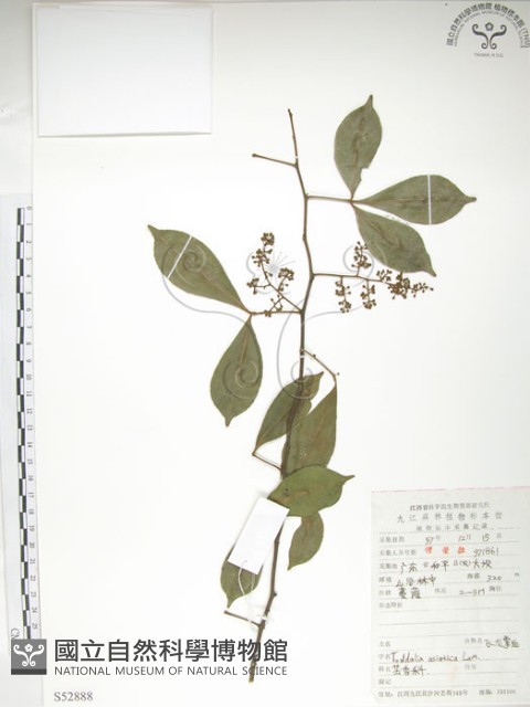 飛龍掌血藏品圖，第1張