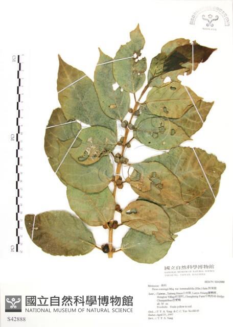 對葉榕藏品圖，第1張