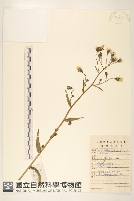 毛蓮菜藏品圖，第1張