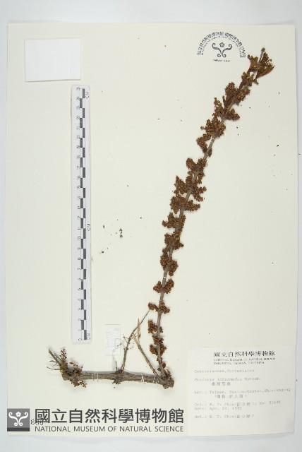 臺灣馬桑藏品圖，第1張