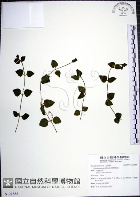 倒地蜈蚣藏品圖，第1張