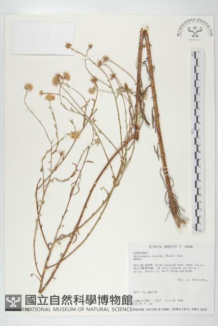 狗娃花藏品圖，第1張