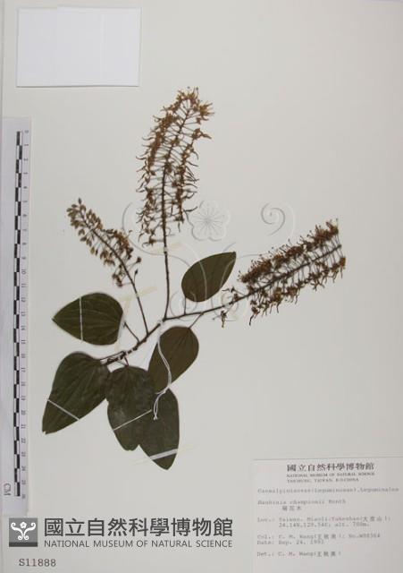 菊花木藏品圖，第1張