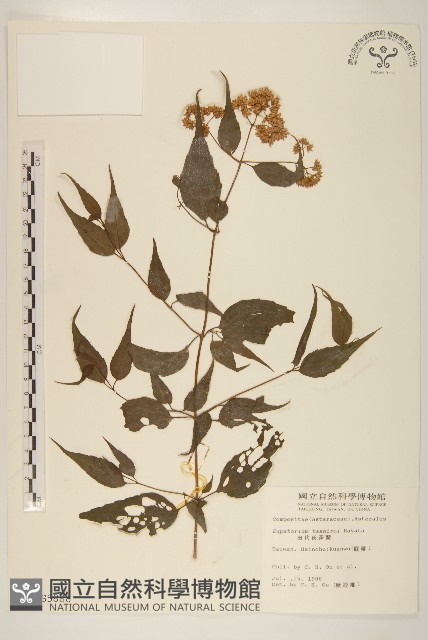 田代氏澤蘭藏品圖，第1張