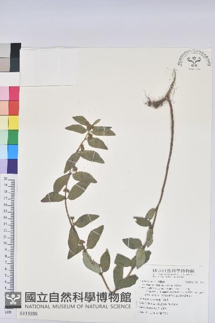 飛揚草藏品圖，第1張