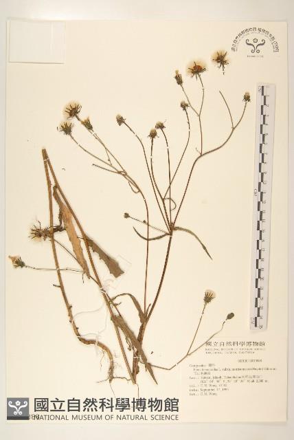 玉山毛蓮菜藏品圖，第1張