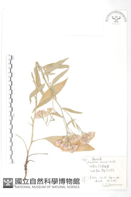 草地風毛菊藏品圖，第1張