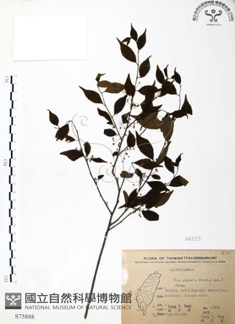 燈稱花、烏雞骨藏品圖，第1張