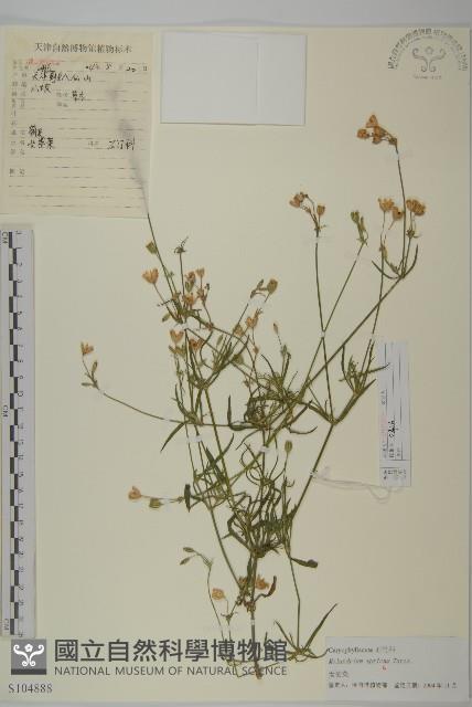 桃色女婁菜藏品圖，第1張