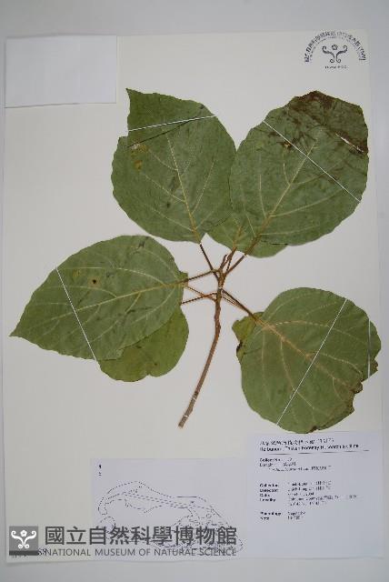 橙花破布子藏品圖，第1張