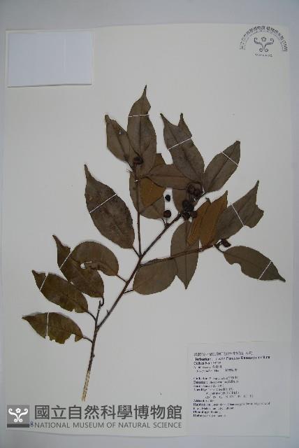 臺灣糊樗藏品圖，第1張