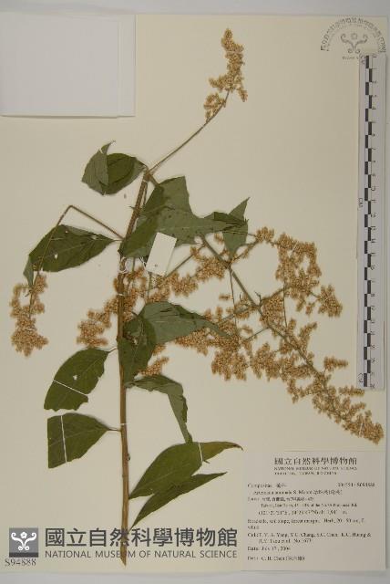 珍珠蒿、奇蒿藏品圖，第1張