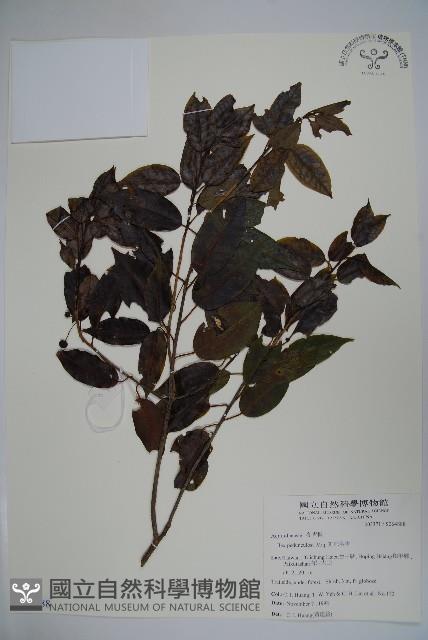 刻脈冬青藏品圖，第1張