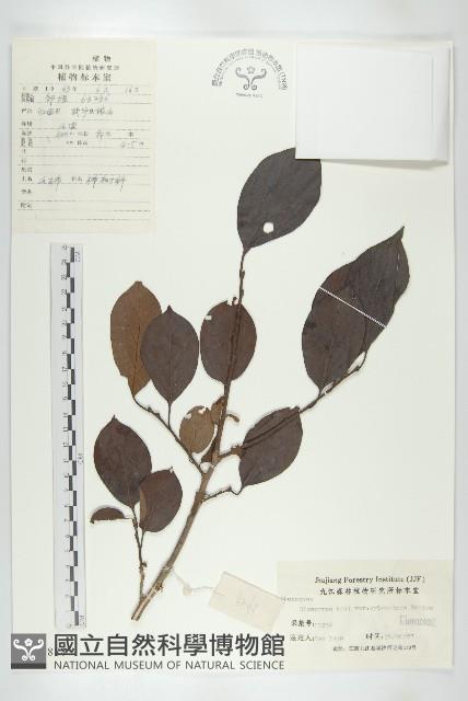 油柿藏品圖，第1張