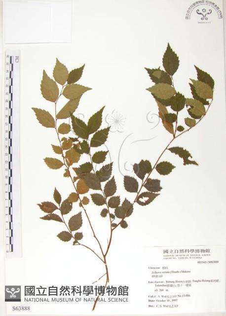 櫸、雞油藏品圖，第1張