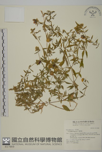 狗筋蔓藏品圖，第1張