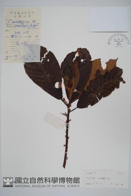 水東哥藏品圖，第1張