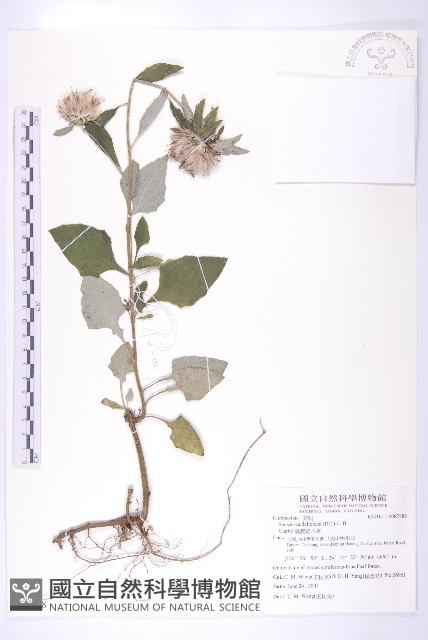 臺灣青木香藏品圖，第1張