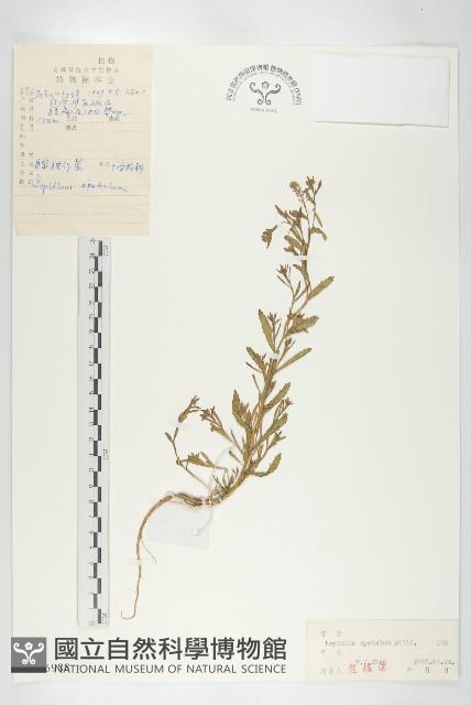 腺獨行菜藏品圖，第1張