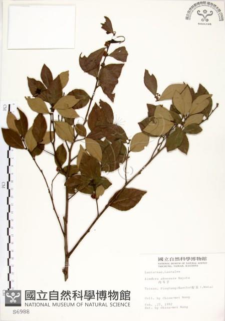 內苳子藏品圖，第1張