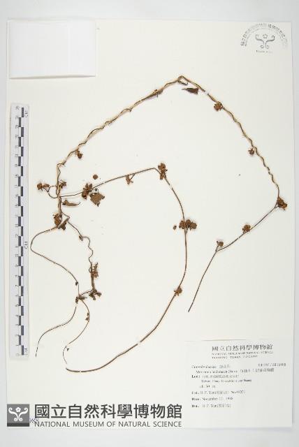 卵葉菜欒藤藏品圖，第1張