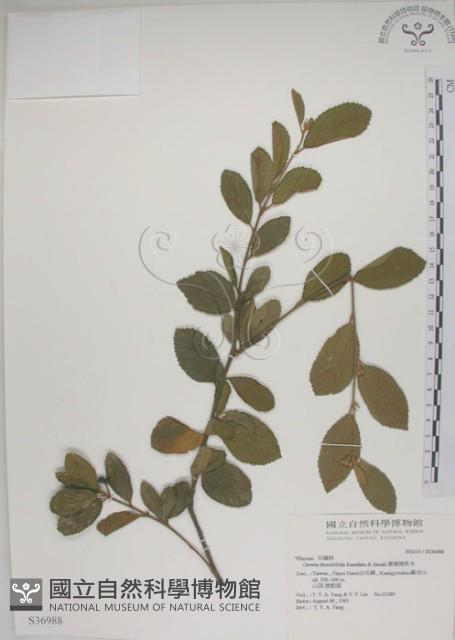 菱葉捕魚木藏品圖，第1張