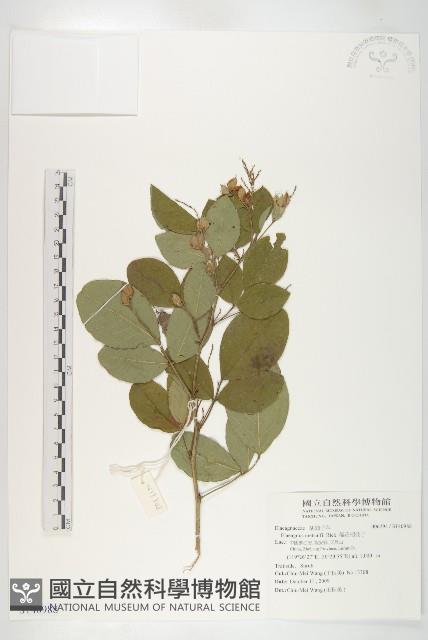 稀花胡枝子藏品圖，第1張