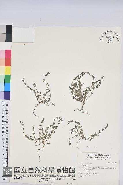 伏生大戟藏品圖，第1張