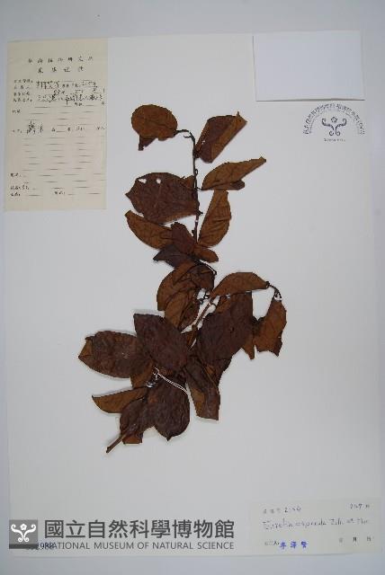 宿苞厚殼樹藏品圖，第1張