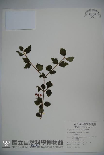 小葉莢迷藏品圖，第1張