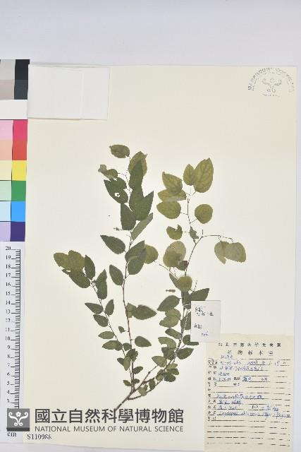 雀兒舌頭藏品圖，第1張