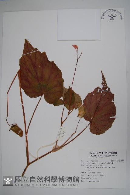 九九峰秋海棠藏品圖，第1張