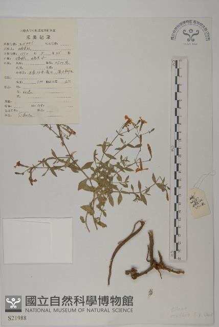 粉花繩子草藏品圖，第1張