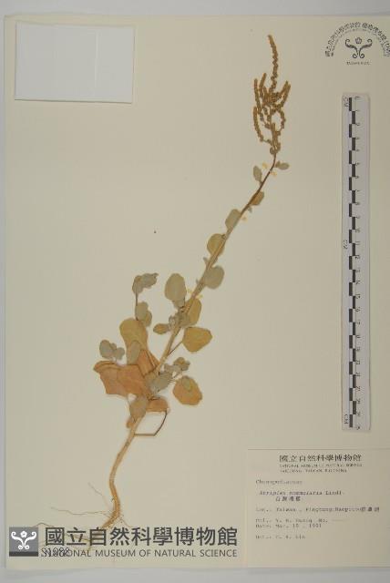 臺灣濱藜藏品圖，第1張