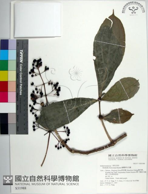 臺灣野牡丹藤藏品圖，第1張